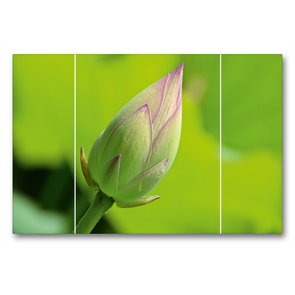 Premium Textil-Leinwand 90 x 60 cm Quer-Format Lotusknospe | Wandbild, HD-Bild auf Keilrahmen, Fertigbild auf hochwertigem Vlies, Leinwanddruck von Nina Schwarze