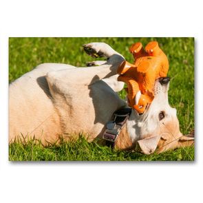 Premium Textil-Leinwand 90 x 60 cm Quer-Format Lustiger Hund | Wandbild, HD-Bild auf Keilrahmen, Fertigbild auf hochwertigem Vlies, Leinwanddruck von Meike Bölts