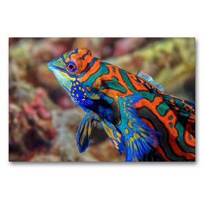 Premium Textil-Leinwand 90 x 60 cm Quer-Format Mandarinfisch | Wandbild, HD-Bild auf Keilrahmen, Fertigbild auf hochwertigem Vlies, Leinwanddruck von Dorothea OLDANI