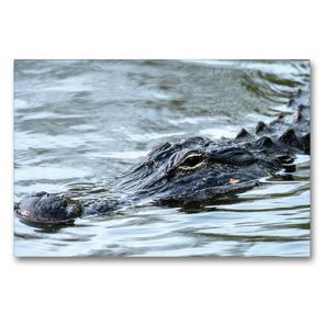 Premium Textil-Leinwand 90 x 60 cm Quer-Format Missisippi Alligator | Wandbild, HD-Bild auf Keilrahmen, Fertigbild auf hochwertigem Vlies, Leinwanddruck von Dieter-M. Wilczek