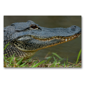 Premium Textil-Leinwand 90 x 60 cm Quer-Format Missisippi Alligator | Wandbild, HD-Bild auf Keilrahmen, Fertigbild auf hochwertigem Vlies, Leinwanddruck von Dieter-M. Wilczek