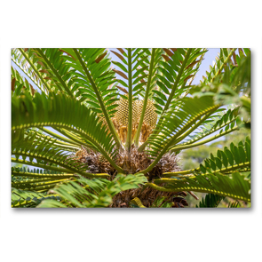 Premium Textil-Leinwand 90 x 60 cm Quer-Format Modjadji Palme, Encephalartos transvenosus | Wandbild, HD-Bild auf Keilrahmen, Fertigbild auf hochwertigem Vlies, Leinwanddruck von Hanna Wagner