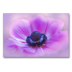 Premium Textil-Leinwand 90 x 60 cm Quer-Format Mohnblüte Rosa – Natur und Kunst | Wandbild, HD-Bild auf Keilrahmen, Fertigbild auf hochwertigem Vlies, Leinwanddruck von Astrid Ziemer