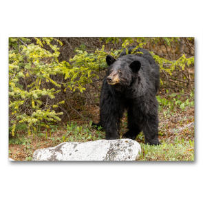 Premium Textil-Leinwand 90 x 60 cm Quer-Format Neugieriger Schwarzbär im Jasper Nationalpark | Wandbild, HD-Bild auf Keilrahmen, Fertigbild auf hochwertigem Vlies, Leinwanddruck von Adrian Geering