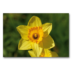 Premium Textil-Leinwand 90 x 60 cm Quer-Format Osterglocke (Narcissus pseudonarcissus) | Wandbild, HD-Bild auf Keilrahmen, Fertigbild auf hochwertigem Vlies, Leinwanddruck von kattobello