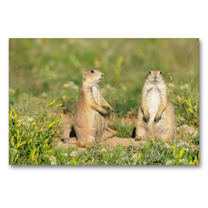 Premium Textil-Leinwand 90 x 60 cm Quer-Format Prairie Dogs,Devils Tower National Monument,Wyoming,USA | Wandbild, HD-Bild auf Keilrahmen, Fertigbild auf hochwertigem Vlies, Leinwanddruck von Christian Heeb