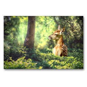 Premium Textil-Leinwand 90 x 60 cm Quer-Format Ein liebliches Reh im Wald | Wandbild, HD-Bild auf Keilrahmen, Fertigbild auf hochwertigem Vlies, Leinwanddruck von Rose Hurley