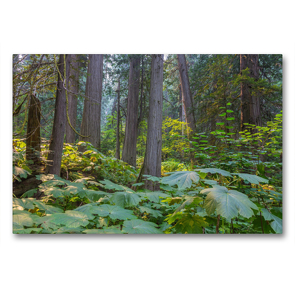 Premium Textil-Leinwand 90 x 60 cm Quer-Format Riesenzedernwald im Westen Kanadas | Wandbild, HD-Bild auf Keilrahmen, Fertigbild auf hochwertigem Vlies, Leinwanddruck von N N