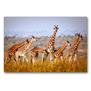 Premium Textil-Leinwand 90 x 60 cm Quer-Format Rothschildgiraffen in Uganda | Wandbild, HD-Bild auf Keilrahmen, Fertigbild auf hochwertigem Vlies, Leinwanddruck von Wibke Woyke