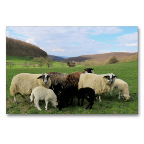Premium Textil-Leinwand 90 x 60 cm Quer-Format Schafe am Meißner bei Großalmerode-Weißenbach | Wandbild, HD-Bild auf Keilrahmen, Fertigbild auf hochwertigem Vlies, Leinwanddruck von Sabine Löwer