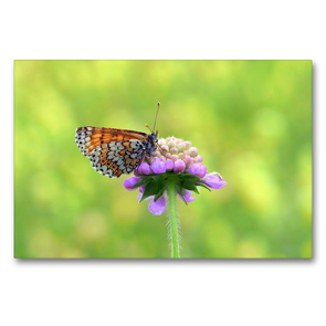 Premium Textil-Leinwand 90 x 60 cm Quer-Format Schmetterlinge in Europa | Wandbild, HD-Bild auf Keilrahmen, Fertigbild auf hochwertigem Vlies, Leinwanddruck von GUGIGEI