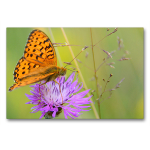 Premium Textil-Leinwand 90 x 60 cm Quer-Format Schmetterlinge in Europa | Wandbild, HD-Bild auf Keilrahmen, Fertigbild auf hochwertigem Vlies, Leinwanddruck von GUGIGEI
