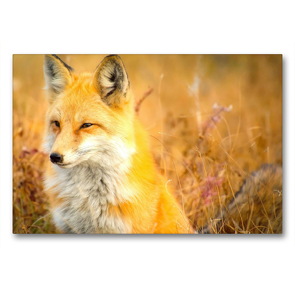 Premium Textil-Leinwand 90 x 60 cm Quer-Format Schöner Rotfuchs. | Wandbild, HD-Bild auf Keilrahmen, Fertigbild auf hochwertigem Vlies, Leinwanddruck von Rose Hurley