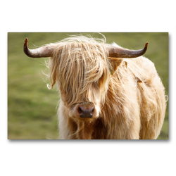 Premium Textil-Leinwand 90 x 60 cm Quer-Format Schottische Highland Kuh | Wandbild, HD-Bild auf Keilrahmen, Fertigbild auf hochwertigem Vlies, Leinwanddruck von Harald Schnitzler