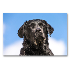 Premium Textil-Leinwand 90 x 60 cm Quer-Format Schwarzer Labrador am Strand | Wandbild, HD-Bild auf Keilrahmen, Fertigbild auf hochwertigem Vlies, Leinwanddruck von Annett Mirsberger