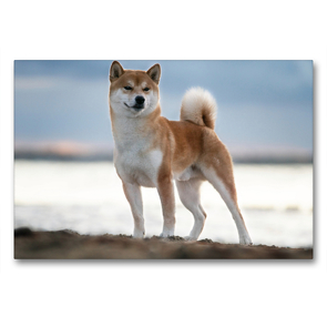 Premium Textil-Leinwand 90 x 60 cm Quer-Format Shiba (Hoki) am Strand Hanabis | Wandbild, HD-Bild auf Keilrahmen, Fertigbild auf hochwertigem Vlies, Leinwanddruck von Tamashinu Photography