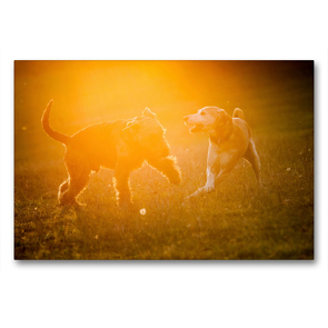 Premium Textil-Leinwand 90 x 60 cm Quer-Format Spielende Hunde im Sonnenuntergang | Wandbild, HD-Bild auf Keilrahmen, Fertigbild auf hochwertigem Vlies, Leinwanddruck von Meike Bölts