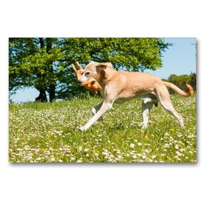Premium Textil-Leinwand 90 x 60 cm Quer-Format Spielender Hund | Wandbild, HD-Bild auf Keilrahmen, Fertigbild auf hochwertigem Vlies, Leinwanddruck von Meike Bölts