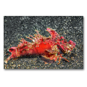 Premium Textil-Leinwand 90 x 60 cm Quer-Format Teufelsfisch, Skorpinfisch | Wandbild, HD-Bild auf Keilrahmen, Fertigbild auf hochwertigem Vlies, Leinwanddruck von Dorothea OLDANI