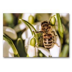 Premium Textil-Leinwand 90 x 60 cm Quer-Format Tierischer Garten | Wandbild, HD-Bild auf Keilrahmen, Fertigbild auf hochwertigem Vlies, Leinwanddruck von Andrea Mayer