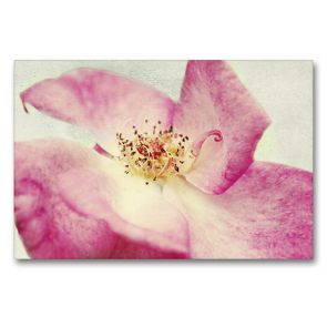 Premium Textil-Leinwand 90 x 60 cm Quer-Format Vintage Rose | Wandbild, HD-Bild auf Keilrahmen, Fertigbild auf hochwertigem Vlies, Leinwanddruck von Angela Dölling