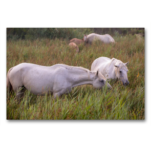 Premium Textil-Leinwand 90 x 60 cm Quer-Format Weiße, halbwilde Pferde der Camargue | Wandbild, HD-Bild auf Keilrahmen, Fertigbild auf hochwertigem Vlies, Leinwanddruck von Martina Schikore