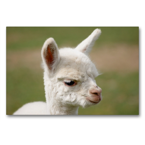 Premium Textil-Leinwand 90 x 60 cm Quer-Format Weißes Alpaka Fohlen auf gerahmter Leinwand | Wandbild, HD-Bild auf Keilrahmen, Fertigbild auf hochwertigem Vlies, Leinwanddruck von Bianca Mentil