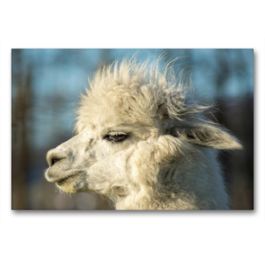 Premium Textil-Leinwand 90 x 60 cm Quer-Format Weißes Alpaka in Profilansicht auf gerahmter Leinwand | Wandbild, HD-Bild auf Keilrahmen, Fertigbild auf hochwertigem Vlies, Leinwanddruck von Bianca Mentil