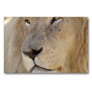 Premium Textil-Leinwand 90 x 60 cm Quer-Format Weißes Löwengesicht | Wandbild, HD-Bild auf Keilrahmen, Fertigbild auf hochwertigem Vlies, Leinwanddruck von Barbara Fraatz