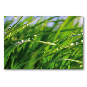 Premium Textil-Leinwand 90 x 60 cm Quer-Format Wellness Gras | Wandbild, HD-Bild auf Keilrahmen, Fertigbild auf hochwertigem Vlies, Leinwanddruck von Tanja Riedel von Riedel,  Tanja