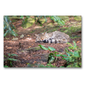 Premium Textil-Leinwand 90 x 60 cm Quer-Format Wildkatze | Wandbild, HD-Bild auf Keilrahmen, Fertigbild auf hochwertigem Vlies, Leinwanddruck von CH Photography