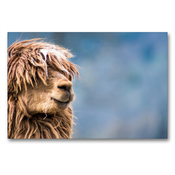 Premium Textil-Leinwand 90 x 60 cm Quer-Format Wuscheliges Alpaka auf gerahmter Leinwand | Wandbild, HD-Bild auf Keilrahmen, Fertigbild auf hochwertigem Vlies, Leinwanddruck von Bianca Mentil