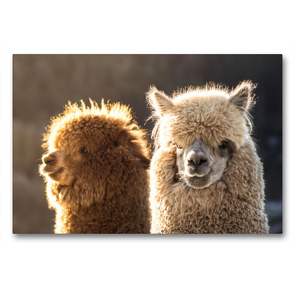 Premium Textil-Leinwand 90 x 60 cm Quer-Format Zwei wuschelige Alpakas auf gerahmter Leinwand | Wandbild, HD-Bild auf Keilrahmen, Fertigbild auf hochwertigem Vlies, Leinwanddruck von Bianca Mentil