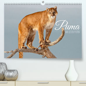 Puma: Auf leisen Pfoten (Premium, hochwertiger DIN A2 Wandkalender 2022, Kunstdruck in Hochglanz) von CALVENDO