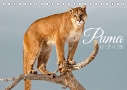 Puma: Auf leisen Pfoten (Tischkalender 2023 DIN A5 quer) von CALVENDO