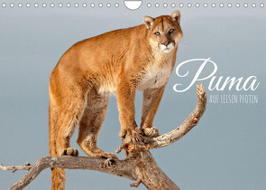 Puma: Auf leisen Pfoten (Wandkalender 2023 DIN A4 quer) von CALVENDO