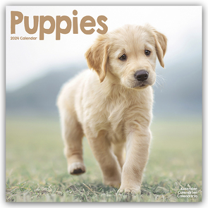 Puppies – Welpen 2024 16-Monatskalender