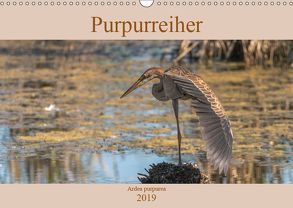 Purpurreiher (Wandkalender 2019 DIN A3 quer) von Köhn,  André