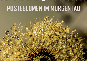 Pusteblumen im Morgentau (Wandkalender 2020 DIN A2 quer) von Sock,  Reinhard