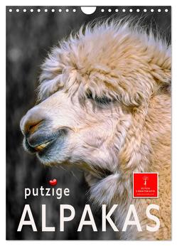 Putzige Alpakas (Wandkalender 2024 DIN A4 hoch), CALVENDO Monatskalender von Roder,  Peter
