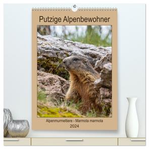 Putzige Alpenbewohner – Alpenmurmeltiere (hochwertiger Premium Wandkalender 2024 DIN A2 hoch), Kunstdruck in Hochglanz von Di Chito,  Ursula