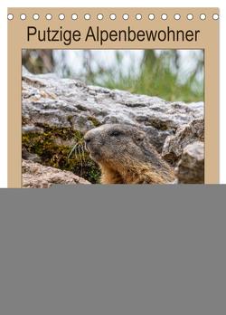 Putzige Alpenbewohner – Alpenmurmeltiere (Tischkalender 2024 DIN A5 hoch), CALVENDO Monatskalender von Di Chito,  Ursula
