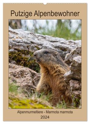 Putzige Alpenbewohner – Alpenmurmeltiere (Wandkalender 2024 DIN A2 hoch), CALVENDO Monatskalender von Di Chito,  Ursula