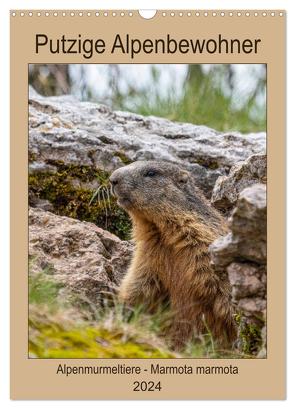 Putzige Alpenbewohner – Alpenmurmeltiere (Wandkalender 2024 DIN A3 hoch), CALVENDO Monatskalender von Di Chito,  Ursula