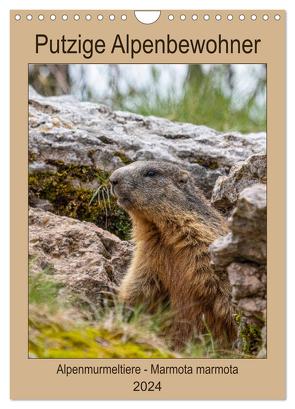 Putzige Alpenbewohner – Alpenmurmeltiere (Wandkalender 2024 DIN A4 hoch), CALVENDO Monatskalender von Di Chito,  Ursula