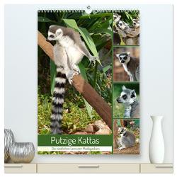 Putzige Kattas (hochwertiger Premium Wandkalender 2024 DIN A2 hoch), Kunstdruck in Hochglanz von Kleemann,  Claudia