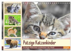 Putzige Katzenkinder. Drollige Kätzchen entdecken die Welt! (Wandkalender 2024 DIN A4 quer), CALVENDO Monatskalender von Hurley,  Rose