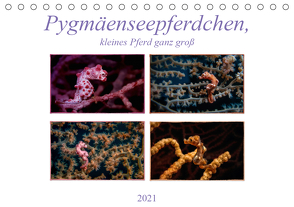 Pygmäenseepferdchen, kleines Pferd ganz groß (Tischkalender 2021 DIN A5 quer) von Gödecke,  Dieter