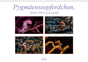 Pygmäenseepferdchen, kleines Pferd ganz groß (Wandkalender 2021 DIN A3 quer) von Gödecke,  Dieter