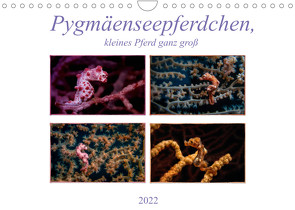 Pygmäenseepferdchen, kleines Pferd ganz groß (Wandkalender 2022 DIN A4 quer) von Gödecke,  Dieter